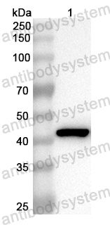 Anti-Mouse ADA/Adenosine deaminase Polyclonal Antibody