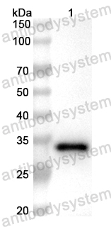 Anti-Mouse C3/Complement C3 Polyclonal Antibody