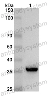 Anti-Mouse GNRH1 Polyclonal Antibody