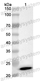 Anti-Mouse GH1 Polyclonal Antibody