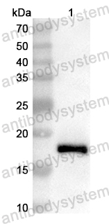 Anti-Mouse LTA/TNF-beta Polyclonal Antibody
