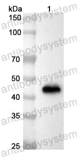 Anti-Mouse CD4 Polyclonal Antibody