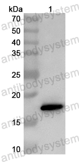 Anti-Mouse C1QA Polyclonal Antibody