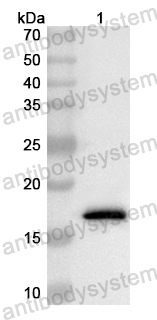 Anti-Mouse C1qc Polyclonal Antibody