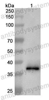 Anti-Mouse APOH Polyclonal Antibody
