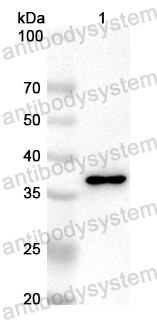 Anti-Mouse CXCL10/IP-10 Polyclonal Antibody
