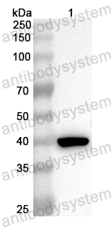 Anti-Mouse LTF Polyclonal Antibody