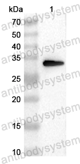 Anti-Mouse MT2A Polyclonal Antibody