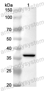 Anti-Mouse Osteocalcin/BGLAP/OC Polyclonal Antibody