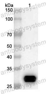 Anti-Mouse F11 Polyclonal Antibody