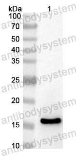 Anti-Mouse CSF2/GM-CSF Polyclonal Antibody