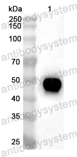 Anti-Mouse LCAT Polyclonal Antibody