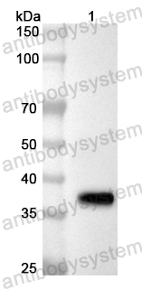 Anti-Mouse CD3D Polyclonal Antibody
