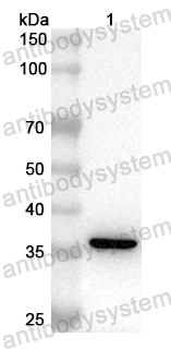 Anti-Mouse VWF Polyclonal Antibody