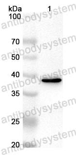 Anti-Mouse HSPB1/HSP27 Polyclonal Antibody