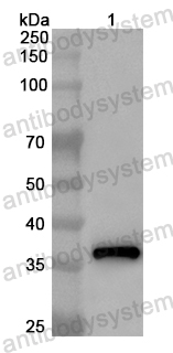 Anti-Mouse INHA Polyclonal Antibody
