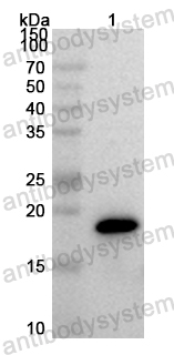 Anti-Mouse ISG15 Polyclonal Antibody