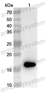 Anti-Mouse FABP3 Polyclonal Antibody