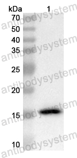 Anti-Mouse S100A9 Polyclonal Antibody