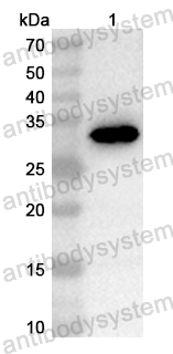Anti-Mouse CRH Polyclonal Antibody
