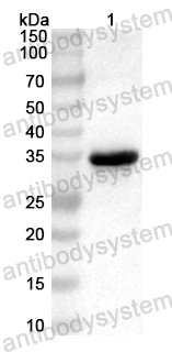 Anti-Mouse TH Polyclonal Antibody