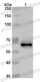 Anti-Mouse TPO Polyclonal Antibody