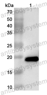 Anti-Mouse GPX1 Polyclonal Antibody