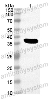 Anti-Mouse PSAP Polyclonal Antibody