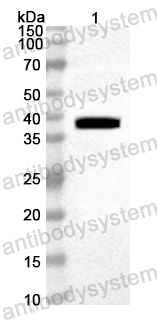 Anti-Mouse MGP Polyclonal Antibody
