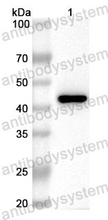 Anti-Mouse CD45/PTPRC Polyclonal Antibody