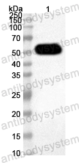 Anti-Mouse Cyp21 Polyclonal Antibody