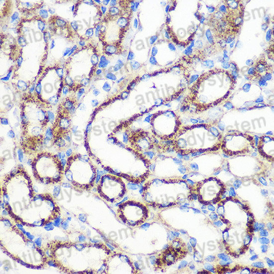 Immunohistochemical for Anti-Mouse FGF2/bFGF Polyclonal Antibody ?>