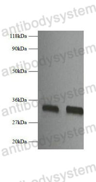 Western Blot for Anti-Mouse FGF2/bFGF Polyclonal Antibody ?>