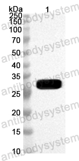Anti-Mouse GSTM1 Polyclonal Antibody