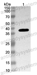 Anti-Mouse C4B Polyclonal Antibody