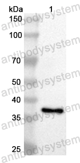 Anti-Mouse CD11b/ITGAM Polyclonal Antibody