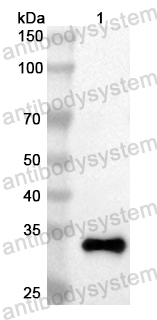 Anti-Mouse CD20/MS4A1 Polyclonal Antibody