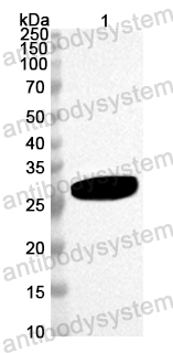 Anti-Mouse GZMA/Granzyme A Polyclonal Antibody