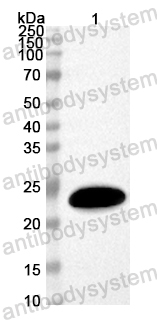 Anti-Mouse OSM/Oncostatin-M Polyclonal Antibody