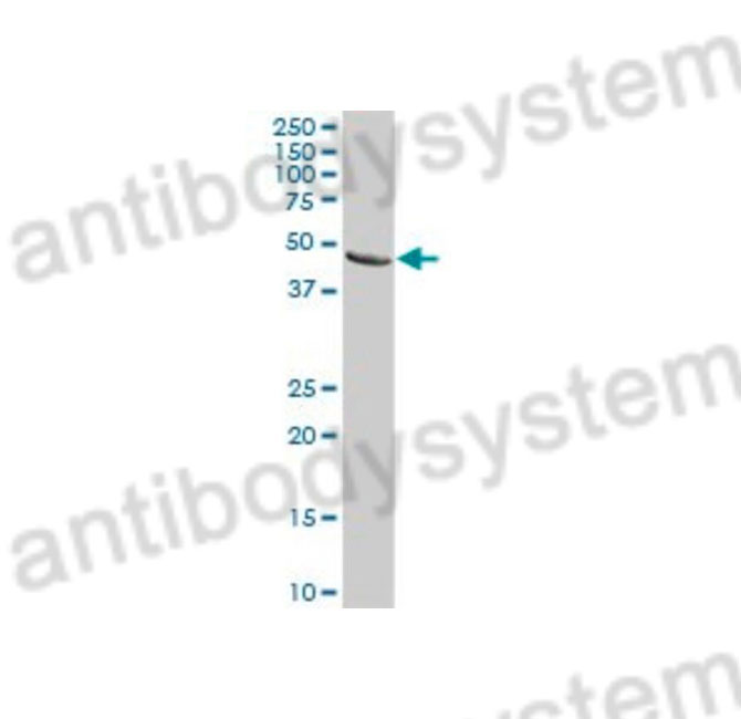 Western Blot for Anti-Mouse CD142/F3/TF Polyclonal Antibody ?>