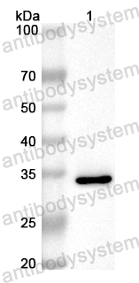 Anti-Mouse CD1d Polyclonal Antibody