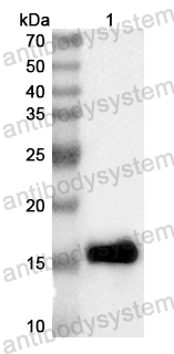 Anti-Mouse CD152/CTLA4 Polyclonal Antibody
