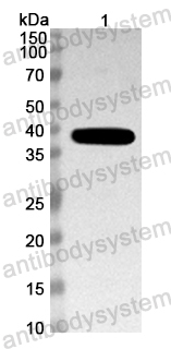 Anti-Mouse ADCYAP1 Polyclonal Antibody