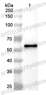 Anti-Mouse CD224/GGT1 Polyclonal Antibody