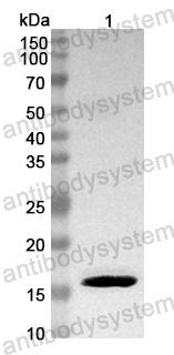 Anti-Mouse PVALB Polyclonal Antibody
