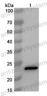 Anti-Mouse CD11c/ITGAX Polyclonal Antibody