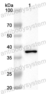 Anti-Mouse CD9 Polyclonal Antibody