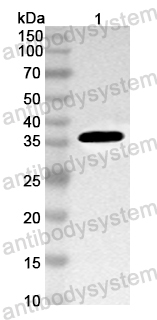 Anti-Mouse ENPP1 Polyclonal Antibody