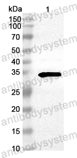 Anti-Mouse MPST Polyclonal Antibody
