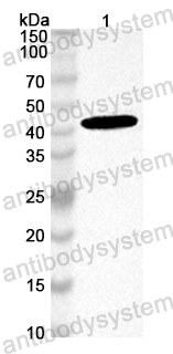 Anti-Mouse ITGB8 Polyclonal Antibody